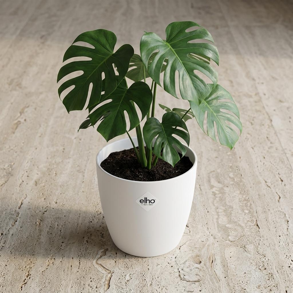 Productafbeelding van Pureplant