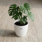 Productafbeelding van Pureplant