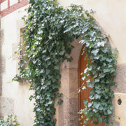 6x Hedera helix &