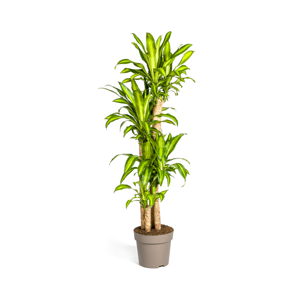 Dracaena Fragrans Massangeana, plant in pot