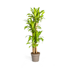 Dracaena Fragrans Massangeana, plant in pot