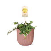 Peperomia ‘Hope’ in ELHO Vibes Fold 14cm roze