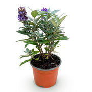 Buddleja davidii Butterfly Candy Little Lila