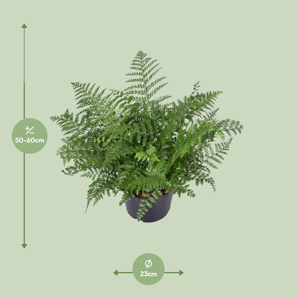 Asplenium Parvati, detail van het blad