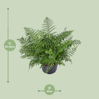 Asplenium Parvati, detail van het blad