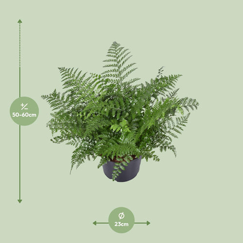 Asplenium Parvati, detail van het blad