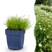Sagina subulata - Vetmuur - Rotsplanten - Wit - 24 Planten