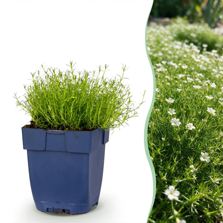 Sagina subulata - Vetmuur - Rotsplanten - Wit - 24 Planten