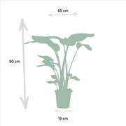Strelitzia Nicolai