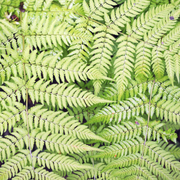 Dryopteris filix-mas