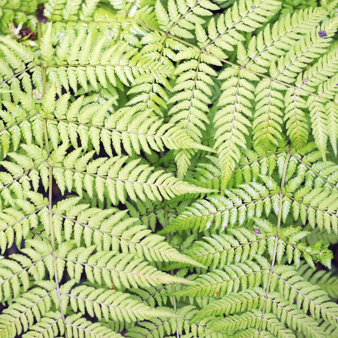 Dryopteris filix-mas, compacte plant