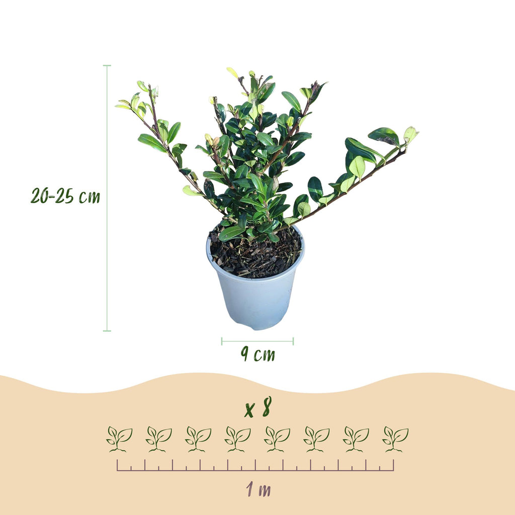 Ilex crenata Caroline Upright, groeiwijze van de plant