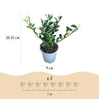 Ilex crenata Caroline Upright, groeiwijze van de plant