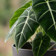 Olifantsoor (Alocasia Frydek) met grijze pot