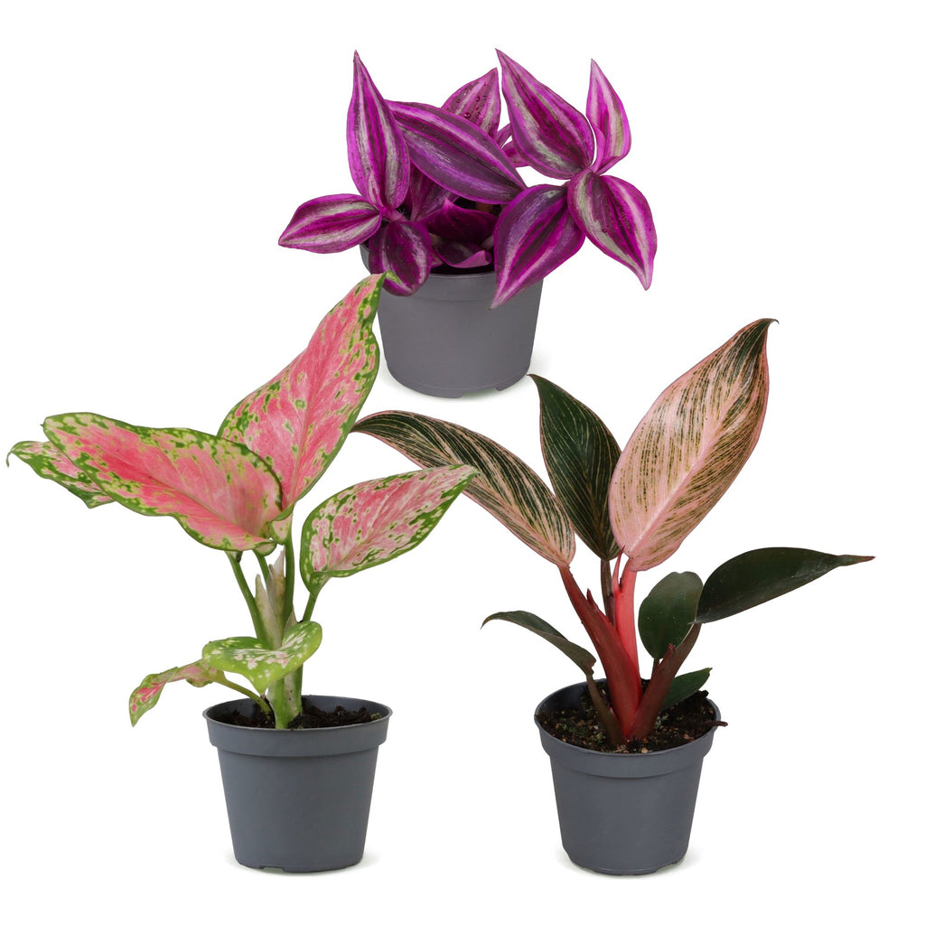 Baby Paradise Mix voor een groen en kleurrijk interieur