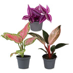 Baby Paradise Mix voor een groen en kleurrijk interieur