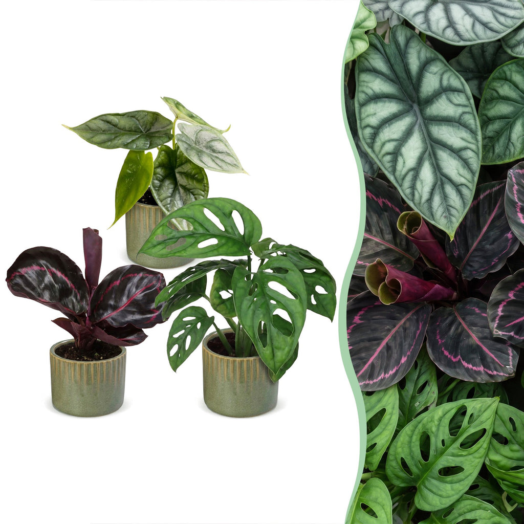Productafbeelding van Pureplant