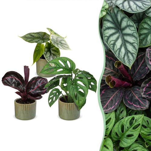 Productafbeelding van Pureplant