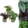 Baby jungle mix met Linnea Olive pot