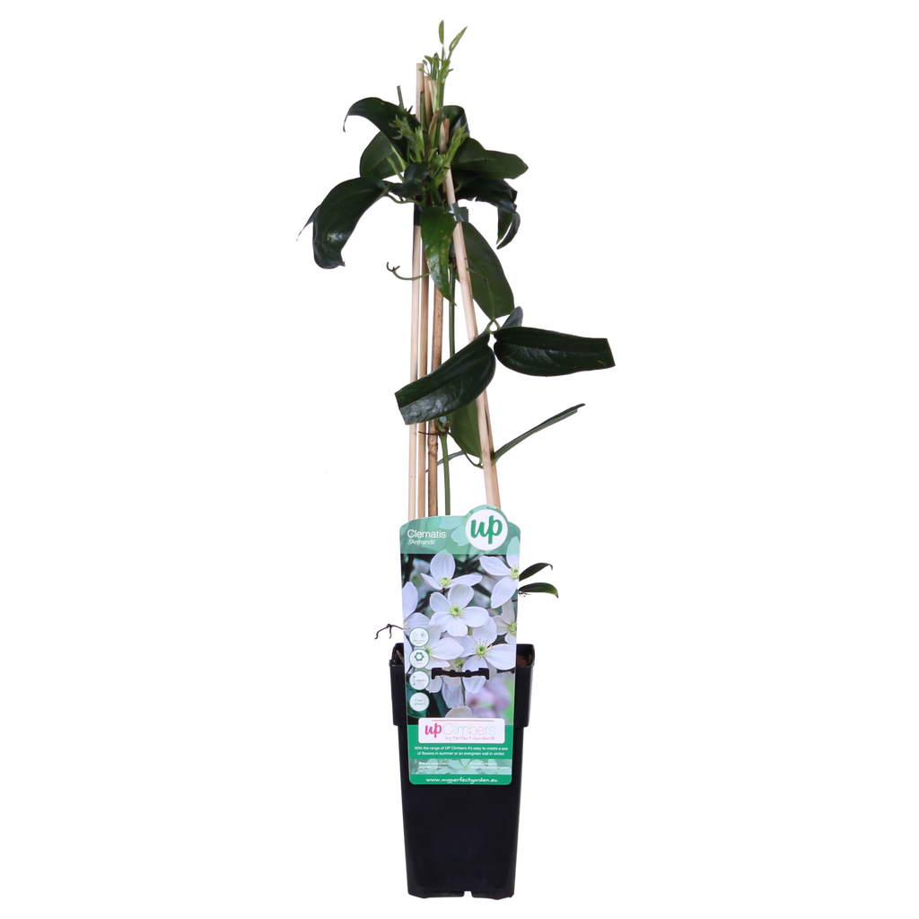 Detailfoto van Clematis armandii - Groenblijvende Clematis Wit