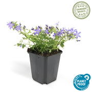 Campanula poscharskyana &
