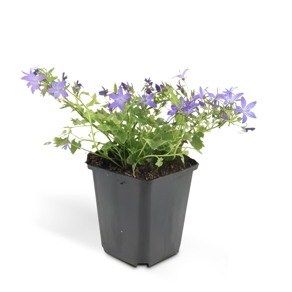 Campanula poscharskyana 'Stella', groene bladeren