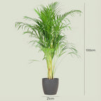 Areca Palm (Dypsis) mit grijze pot, groene bladeren