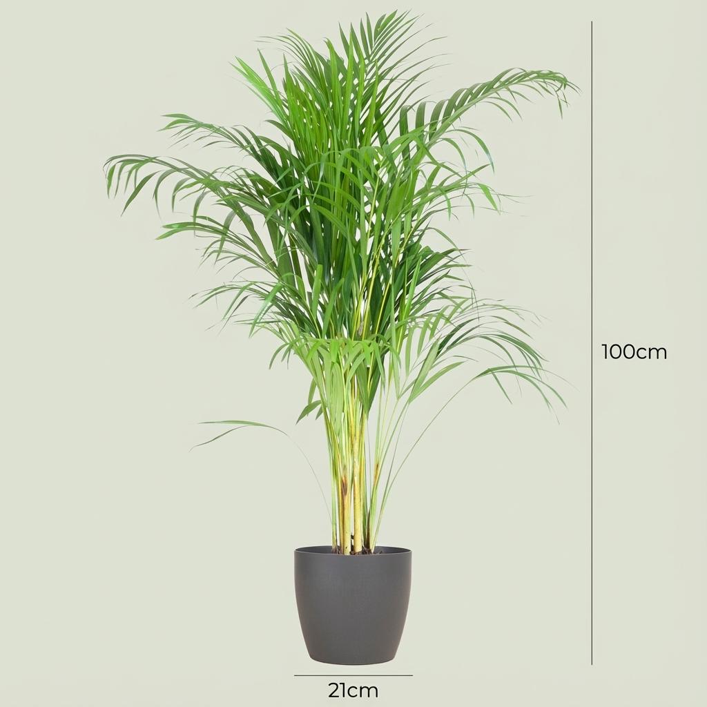 Areca Palm (Dypsis) mit grijze pot, groene bladeren