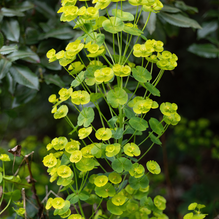Euphorbia amygdal. robbiae
