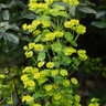 Euphorbia amygdal. robbiae