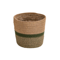 Basket Seagrass, plant in pot