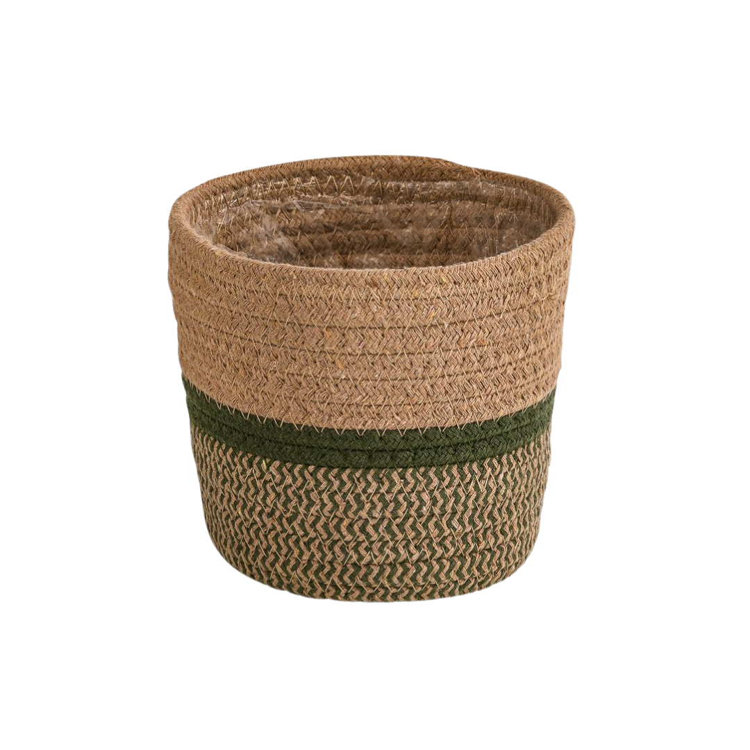 Basket Seagrass, plant in pot