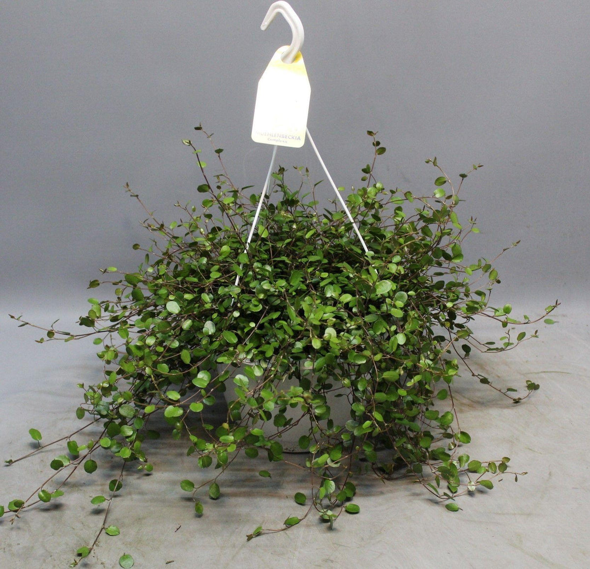 Muehlenbeckia WOLKJE DER LIEFDE, plant in pot