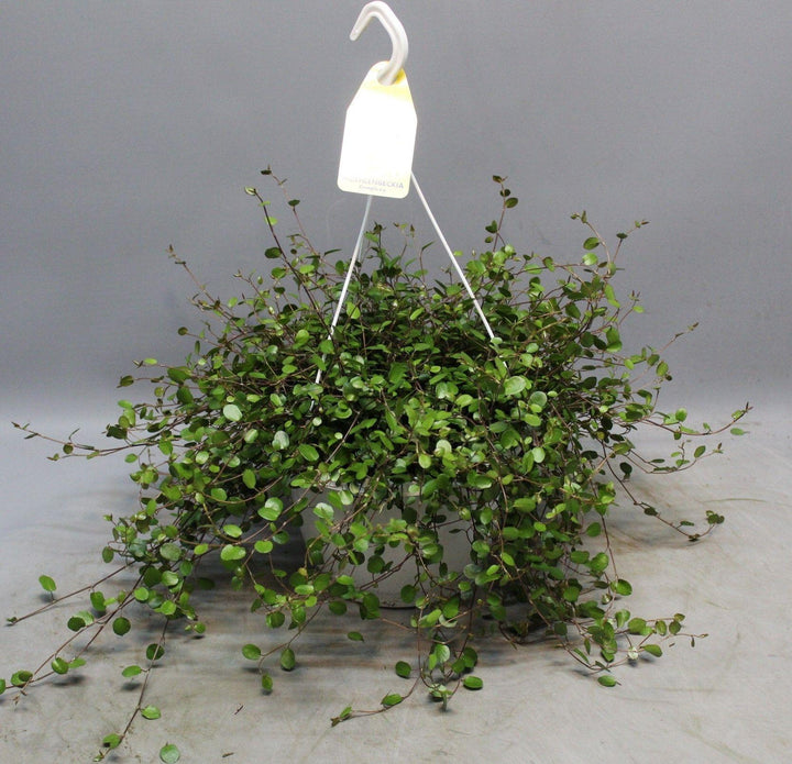 Muehlenbeckia WOLKJE DER LIEFDE