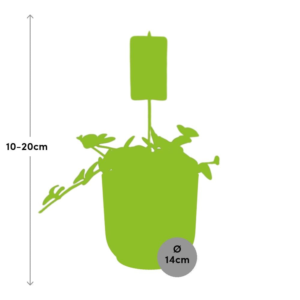 Productafbeelding van Pureplant