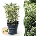Japanse hulst Covenxa kopen, set van 40 planten, plant in pot