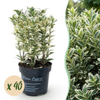 Japanse hulst Covenxa kopen, set van 40 planten, plant in pot