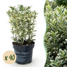 Japanse hulst Covenxa kopen, set van 40 planten