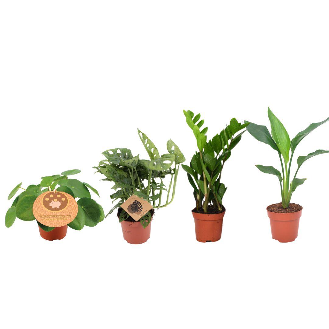Productfoto van Favoriete Plantenbox - 4 stuks