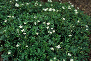 Potentilla tridentata &