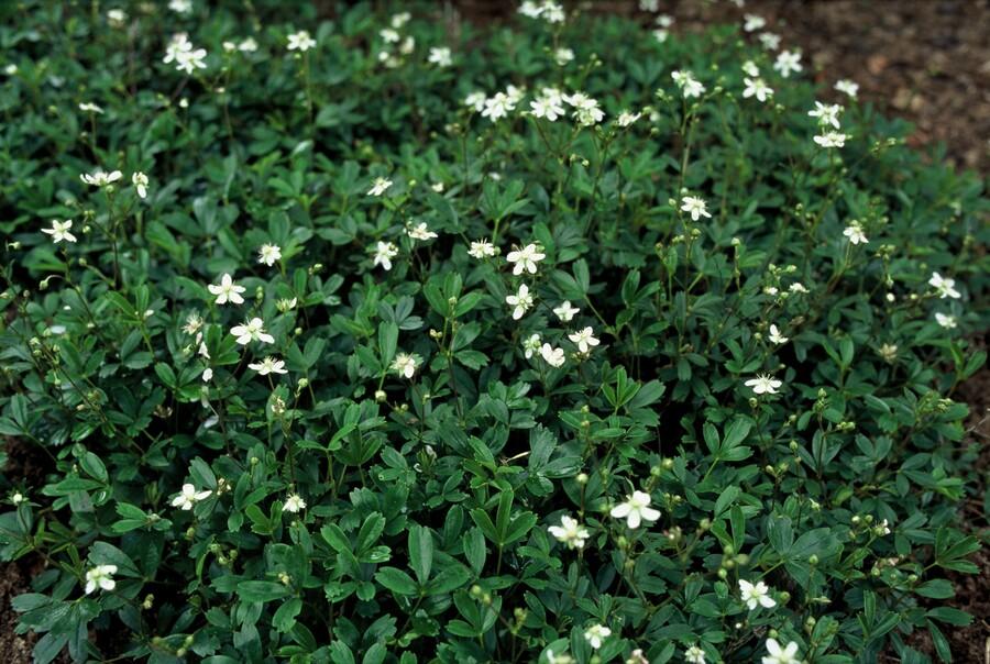 Potentilla tridentata 'Nuuk', groeiwijze van de plant