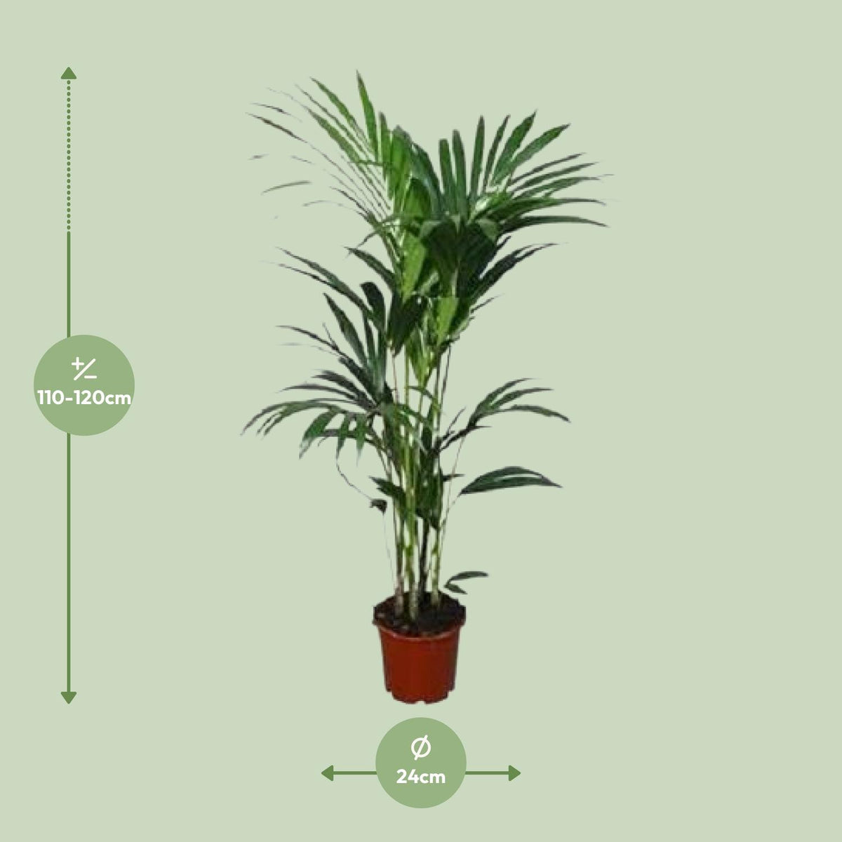 Detailfoto van Howea forsteriana