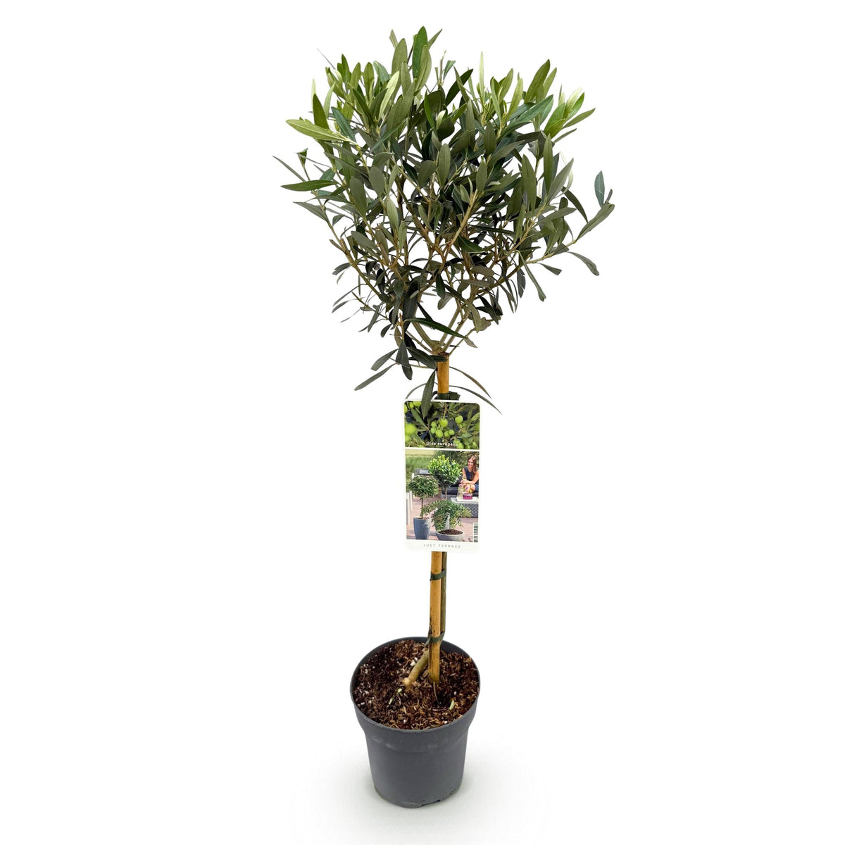 Olea Europaea, kenmerkend blad