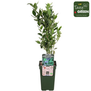 Vaccinium corymbosum &