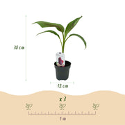 Bananenplant Musa sikkimensis Red Tiger, 30 cm hoog