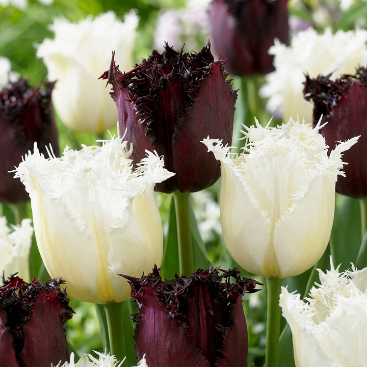 Tulp Breakdance mix bloembollen