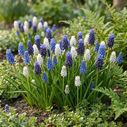 Druifje Muscari Magic mix bloembollen, foto 2