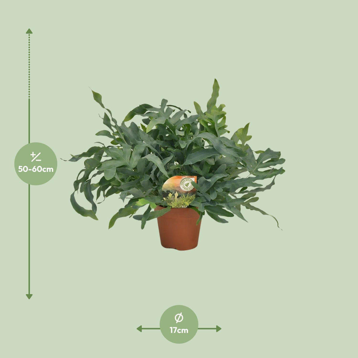 Productafbeelding van Pureplant