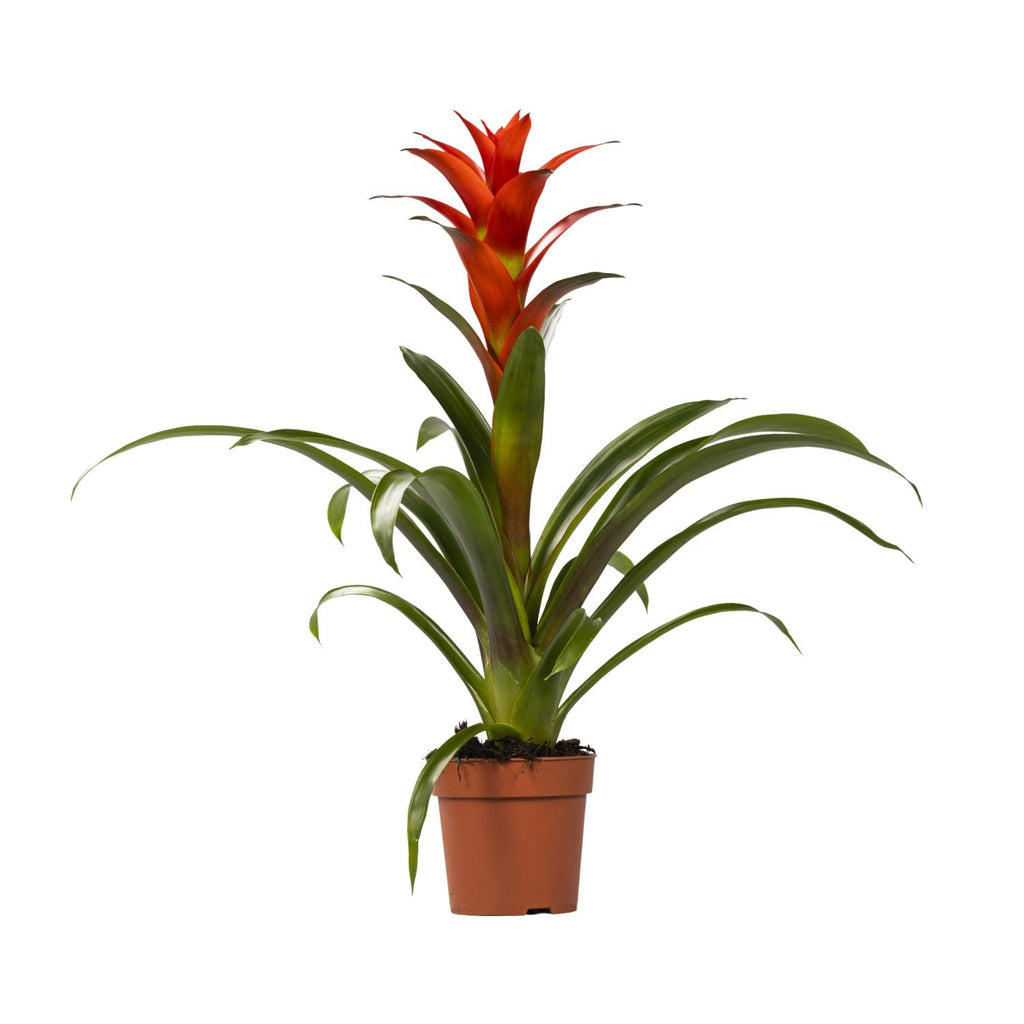 Productfoto van Guzmania Ostara