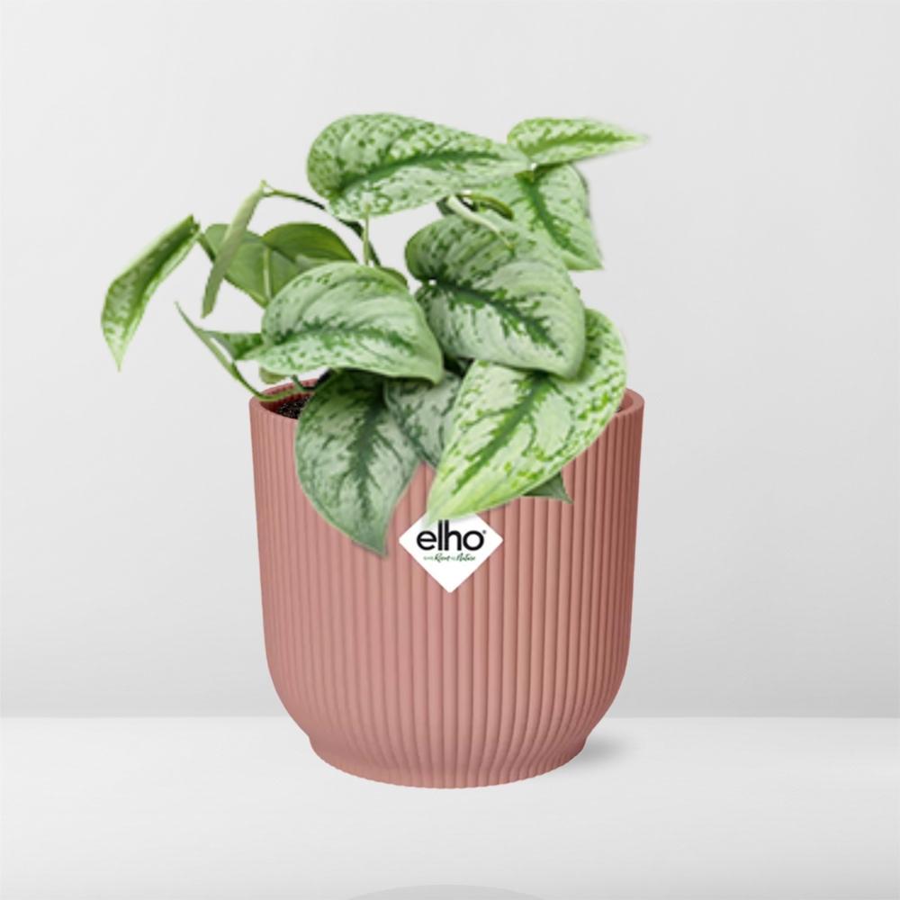 Detailfoto van Scindapsus Pictus ‘Trebie’ in ELHO Vibes Fold 14cm roze
